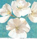 Gravuras Florais