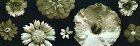 Gravuras Florais